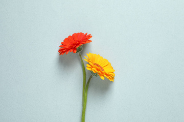 コピースペースのある白い背景にオレンジ色のガーベラの花のトップビュー ロイヤリティフリー写真 画像素材