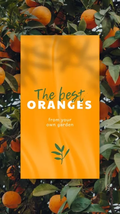 Fresh Oranges on Trees
