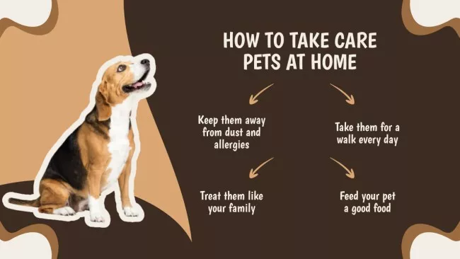 Taking Care of Dog at Home