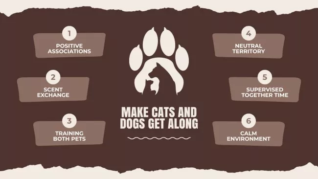 Dogs and Cats Training Tips